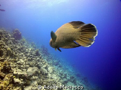 Napoleon Wrasse,
Grand Rotana house reef,
Sharm el sheikh by Adolfo Maciocco 